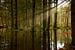Water & zonnestralen in het bos van Sran Vld Fotografie