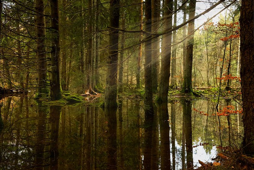 Water & zonnestralen in het bos van Sran Vld Fotografie