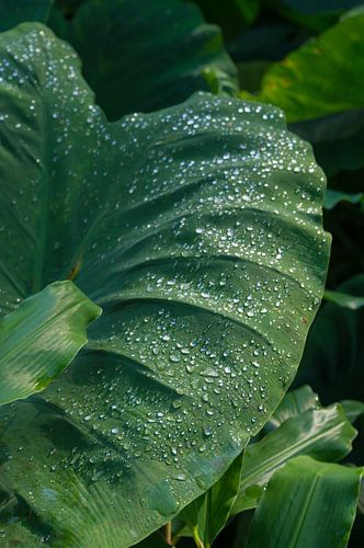 Grandes feuilles vertes