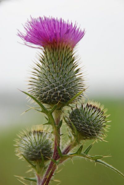 distel by Marten Wieringa