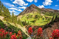 Colorado Rocky Mountains Foto - Wildblumen Fotografie Druck von Daniel Forster Miniaturansicht
