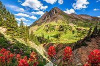 Colorado Rocky Mountains Foto - Wilde bloemen Fotografie Print