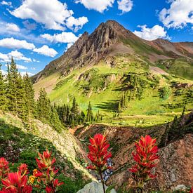 Colorado Rocky Mountains Foto - Wilde bloemen Fotografie Print van Daniel Forster