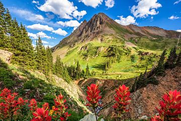 Colorado Rocky Mountains Foto - Wilde bloemen Fotografie Print van Daniel Forster