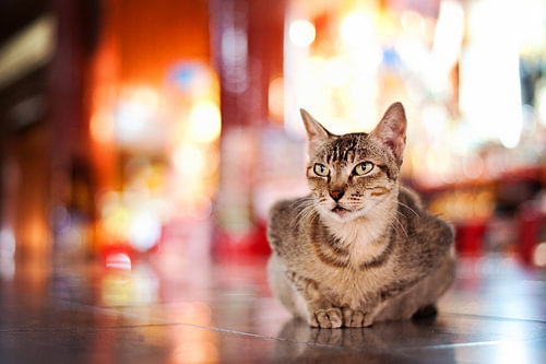 Cat in Yangon