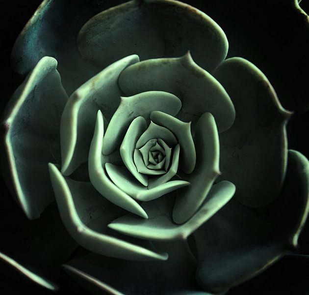 DARKSIDE OF SUCCULENTS XVIII-Q par Pia Schneider