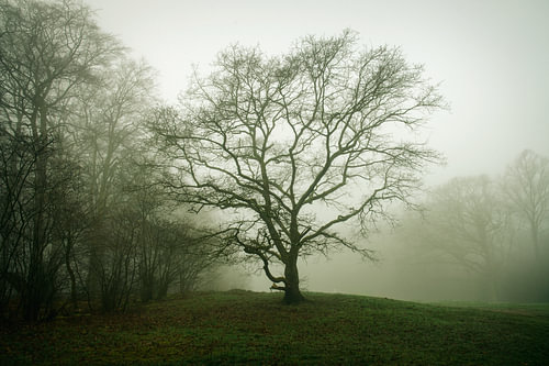 Der stille Baum