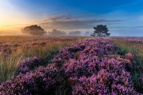 Blooming heather at sunrise