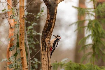 Great spotted woodpecker at work. by Susan van Etten