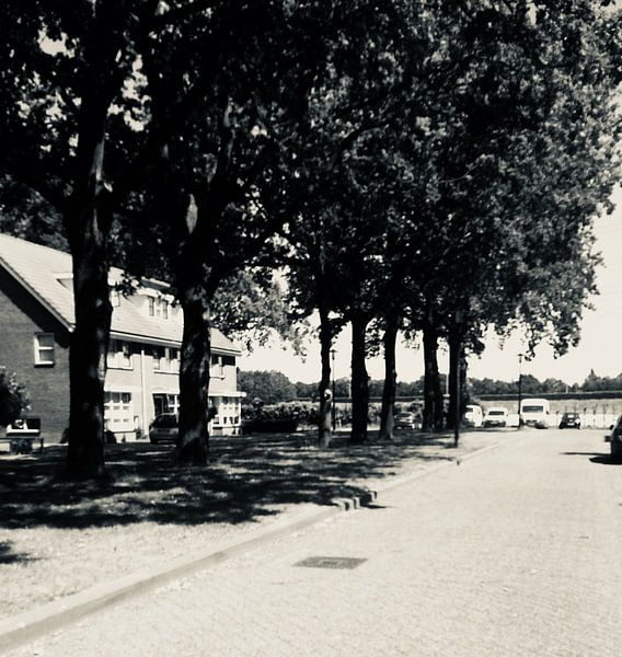 Schwarz-weiße Bäume von Eline