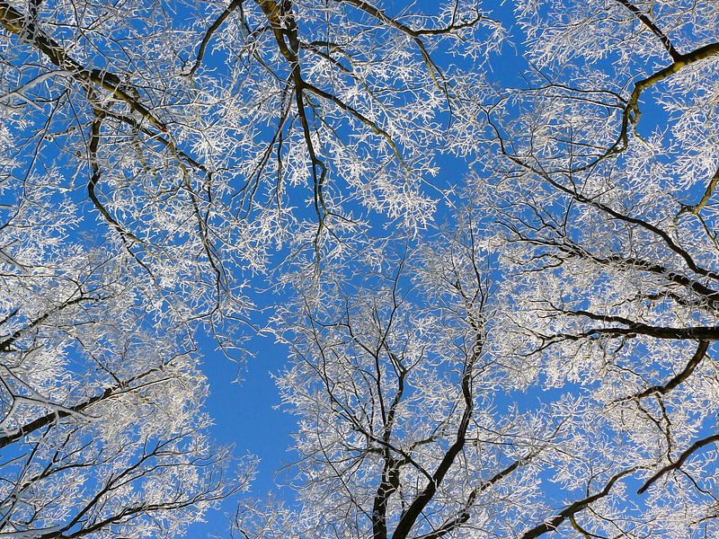 Lookin' Up by Caroline Lichthart