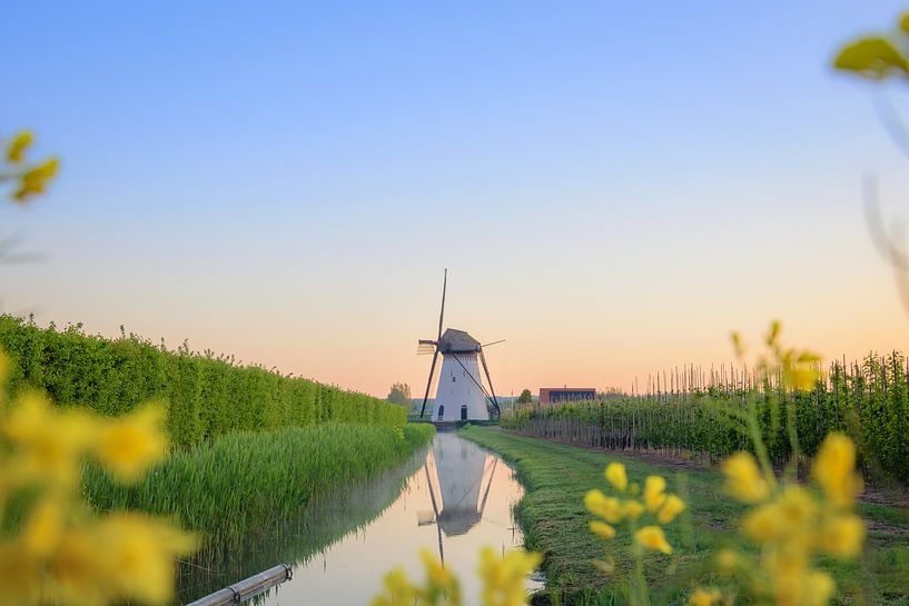 Hollands Glorie van Max ter Burg Fotografie