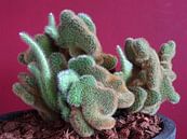 Kamerplant: SciFi Cactus 1-10 van MoArt (Maurice Heuts) thumbnail