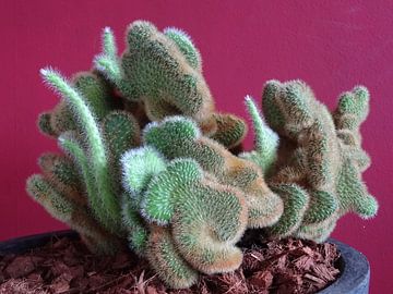 Kamerplant: SciFi Cactus 1-10