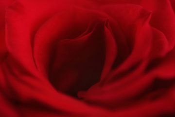 Soft And Delicate Red.... sur LHJB Photography