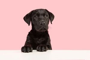 Portret van een zwarte labrador retriever puppy die schattig kijkt tegen een roze achtergrond van Elles Rijsdijk