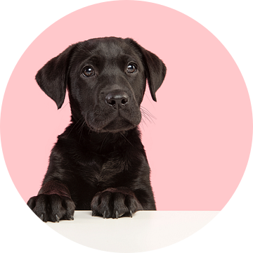 Portret van een zwarte labrador retriever puppy die schattig kijkt tegen een roze achtergrond van Elles Rijsdijk