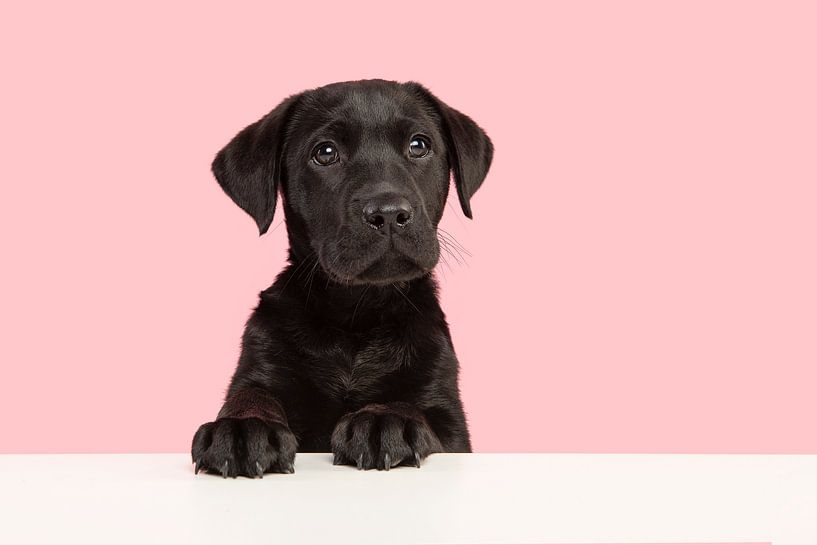 Porträt eines schwarzen Labrador-Retriever-Welpen, der niedlich aussieht und etwas vor einem rosa Hi von Elles Rijsdijk