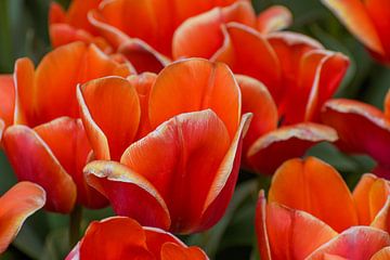 Tulpen op leeftijd van MMFoto
