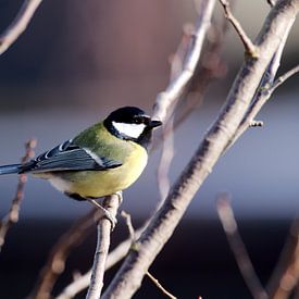 Great Tit by Rob Rijfkogel