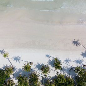 Palmbomen met schaduwen op tropisch wit strand - Tropische zomer van Marit Hilarius