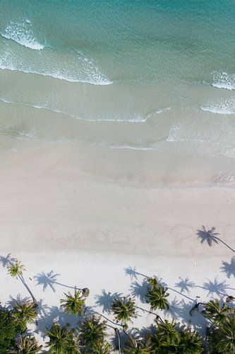 Palmbomen met schaduwen op tropisch wit strand - Tropische zomer
