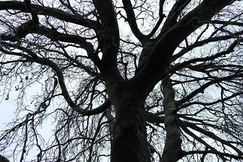 Merveilles de l'hiver