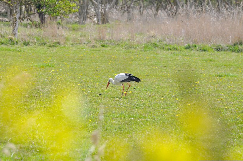 Stork in the meadow by Heleen de Silva