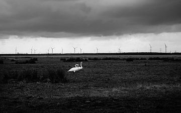 Swan - Markiezaatsmeer by Maurice Weststrate