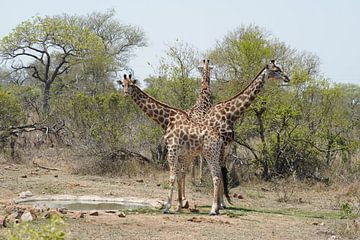 Giraffen kunst van Linda Vervoort