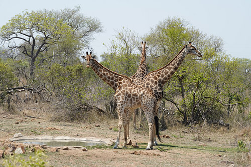 Giraffe art