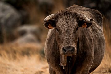 Oog in Oog Robuuste Schoonheid van de Koe in de Natuur van Femke Ketelaar