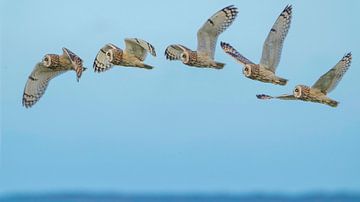 short-eared owl flight images 'art of flight' by Hans Hut