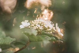 Bokeh-Blüte von Tania Perneel