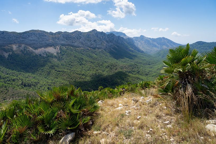 Mountain landscape with palm leaves by Adriana Mueller