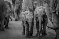 Un troupeau d'éléphants avec des petits au milieu. par Gunter Nuyts Aperçu