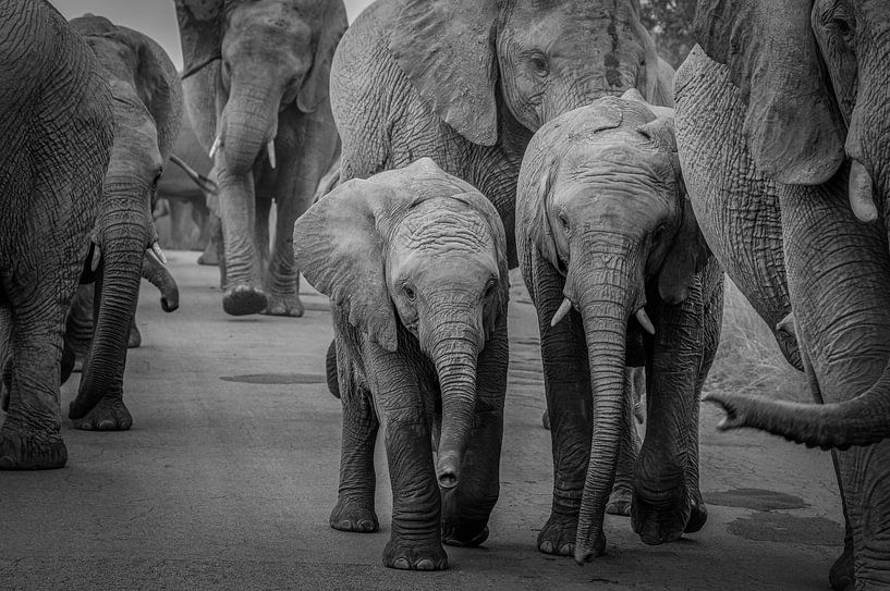 Un troupeau d'éléphants avec des petits au milieu. par Gunter Nuyts