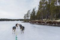 husky safari tour Norway