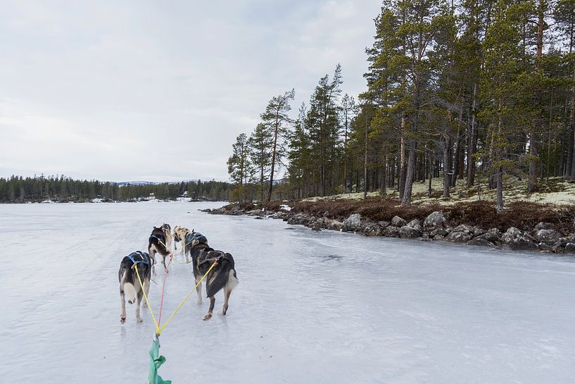 husky safari tour Norway by Jacqueline Regtuit