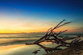 Treibholz am Strand von Frank Herrmann
