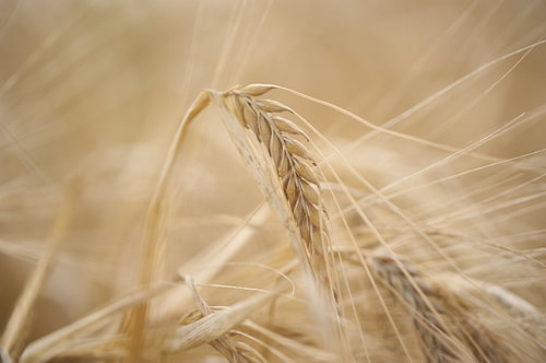 Céréales d'un jaune doré