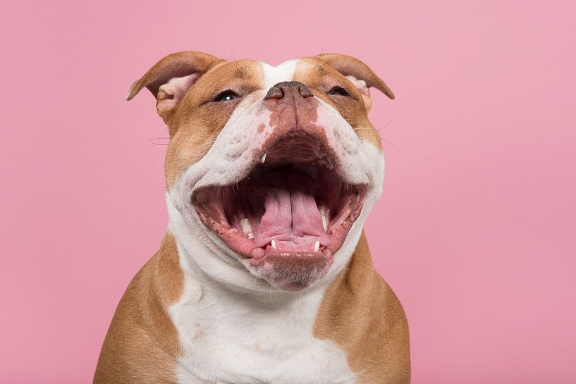 Smile! von Elles Rijsdijk