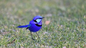 Rhapsodie in Blau: ein Männchen der Prächtigen Fee (Malurus splendens) von Rini Kools