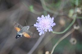 Kolibri-Schmetterling