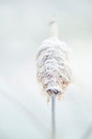 Wit, ijs, puur natuur:  macro Typha latifolia of Grote lisdodde of stinksigaar, Bloem vorst winter.