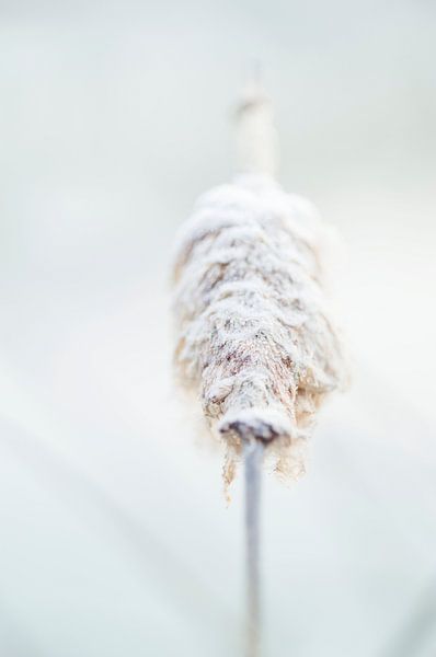 Wit, ijs, puur natuur:  macro Typha latifolia of Grote lisdodde of stinksigaar, Bloem vorst winter. van John Quendag