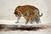 Tiger in abstrakter Winterlandschaft mit Schnee Malerei von Diana van Tankeren