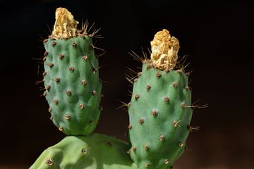 Groene cactusvijgen met bloem