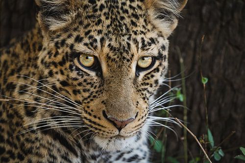 Celui qui a guéri sur Dazmental