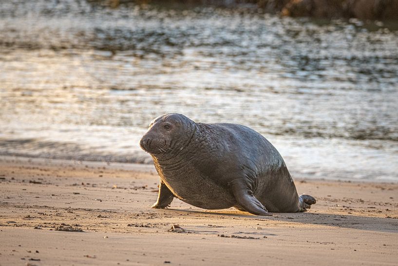 Coming out van Desirée Couwenberg